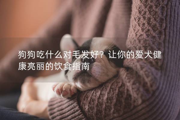 狗狗吃什么对毛发好？让你的爱犬健康亮丽的饮食指南