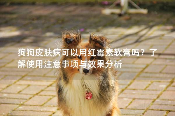 狗狗皮肤病可以用红霉素软膏吗？了解使用注意事项与效果分析