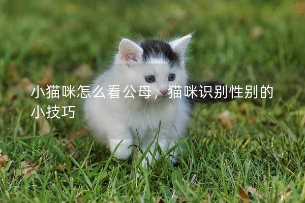小猫咪怎么看公母，猫咪识别性别的小技巧