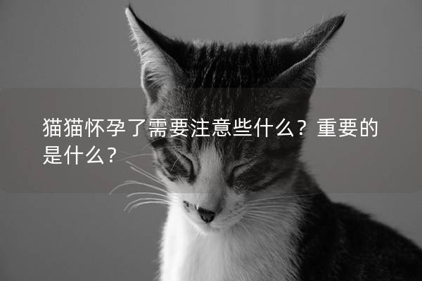 猫猫怀孕了需要注意些什么？重要的是什么？