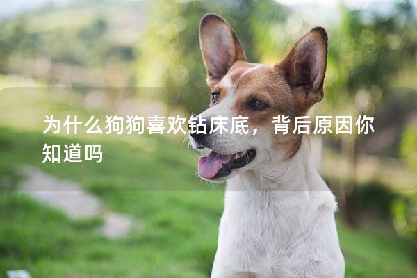 为什么狗狗喜欢钻床底，背后原因你知道吗