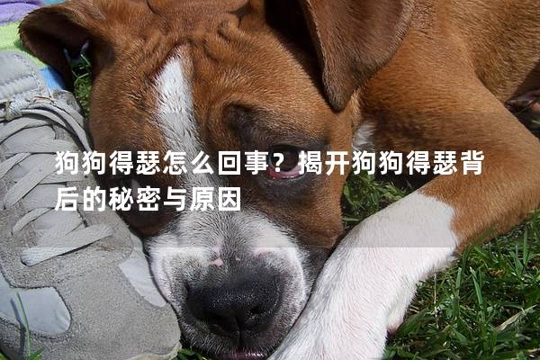 狗狗得瑟怎么回事？揭开狗狗得瑟背后的秘密与原因
