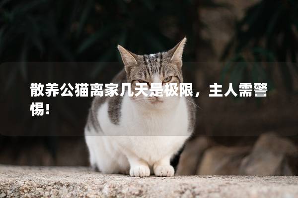 散养公猫离家几天是极限，主人需警惕!