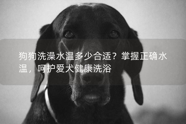 狗狗洗澡水温多少合适？掌握正确水温，呵护爱犬健康洗浴