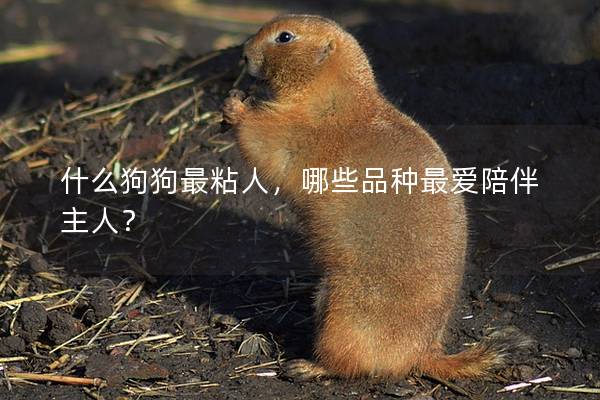 什么狗狗最粘人，哪些品种最爱陪伴主人？