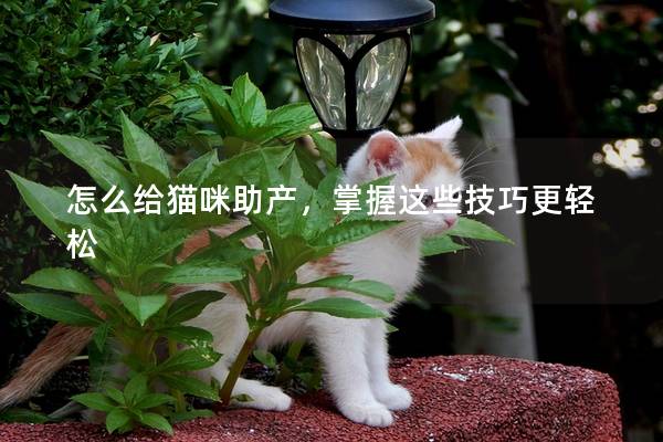 怎么给猫咪助产，掌握这些技巧更轻松