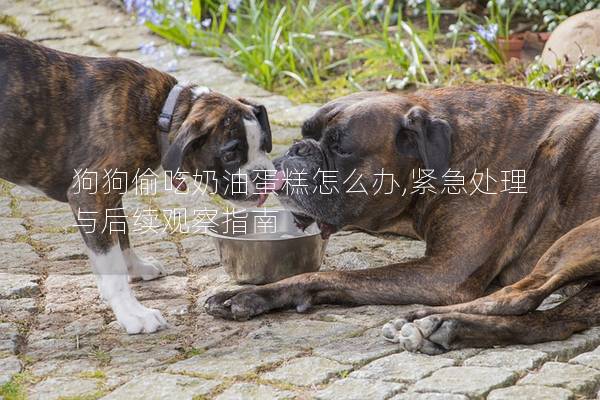 狗狗偷吃奶油蛋糕怎么办,紧急处理与后续观察指南
