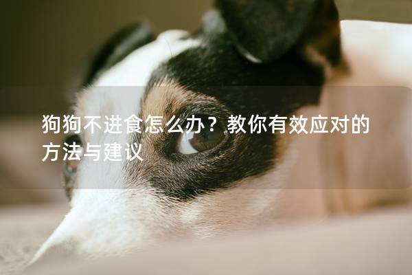 狗狗不进食怎么办？教你有效应对的方法与建议
