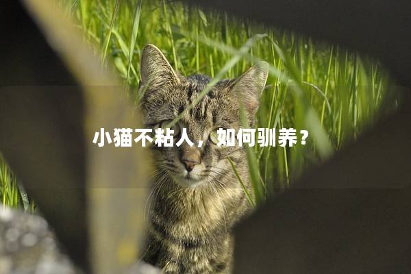 小猫不粘人，如何驯养？