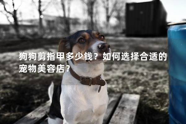 狗狗剪指甲多少钱？如何选择合适的宠物美容店？