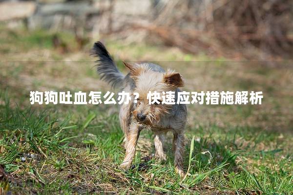 狗狗吐血怎么办？快速应对措施解析