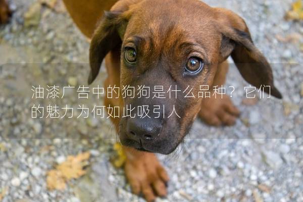 油漆广告中的狗狗是什么品种？它们的魅力为何如此吸引人