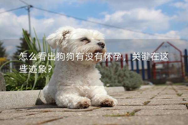 怎么看出狗狗有没有怀孕，关键在这些迹象？