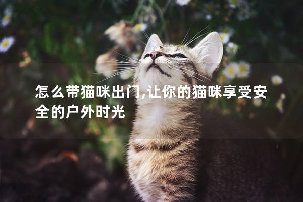 怎么带猫咪出门,让你的猫咪享受安全的户外时光