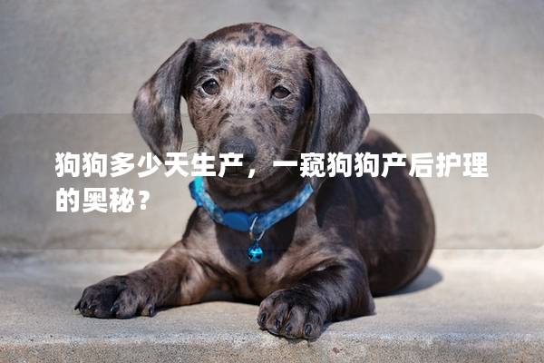 狗狗多少天生产，一窥狗狗产后护理的奥秘？