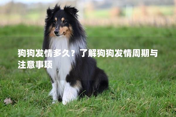 狗狗发情多久？了解狗狗发情周期与注意事项