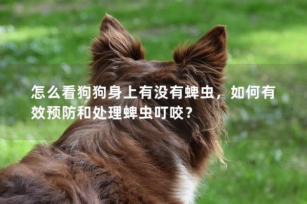 怎么看狗狗身上有没有蜱虫，如何有效预防和处理蜱虫叮咬？