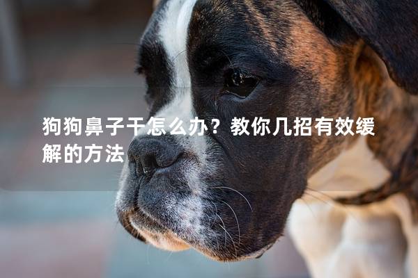 狗狗鼻子干怎么办？教你几招有效缓解的方法