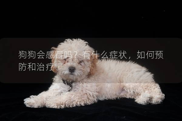 狗狗会感冒吗？有什么症状，如何预防和治疗