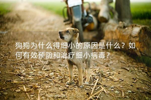 狗狗为什么得细小的原因是什么？如何有效预防和治疗细小病毒？