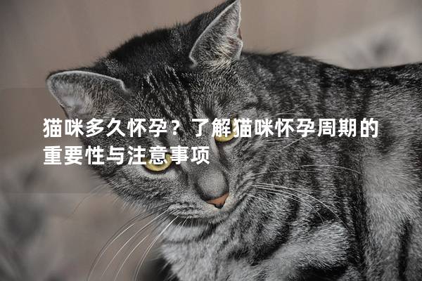 猫咪多久怀孕？了解猫咪怀孕周期的重要性与注意事项