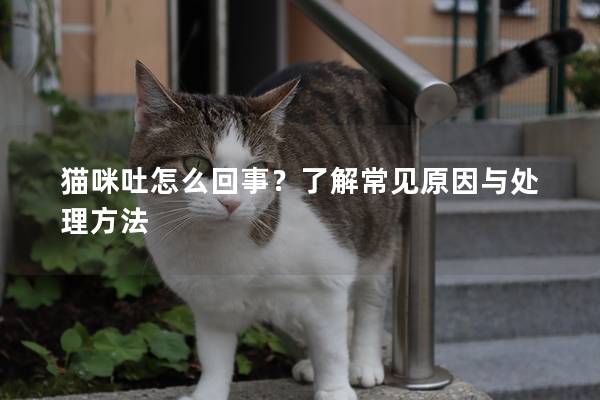 猫咪吐怎么回事？了解常见原因与处理方法