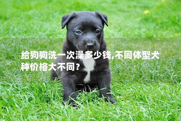 给狗狗洗一次澡多少钱,不同体型犬种价格大不同？