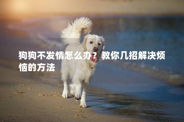 狗狗不发情怎么办？教你几招解决烦恼的方法