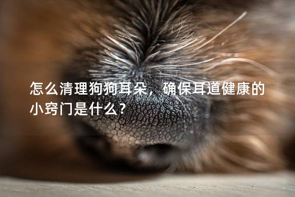 怎么清理狗狗耳朵，确保耳道健康的小窍门是什么？
