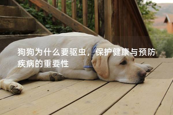 狗狗为什么要驱虫，保护健康与预防疾病的重要性