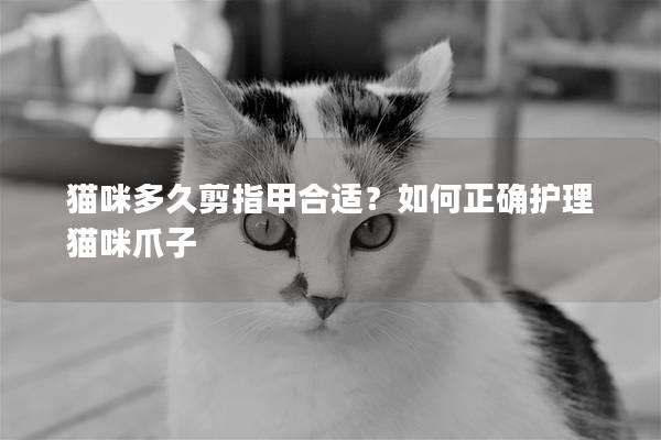 猫咪多久剪指甲合适？如何正确护理猫咪爪子