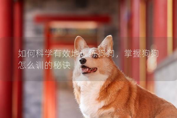 如何科学有效地训练狗狗，掌握狗狗怎么训的秘诀