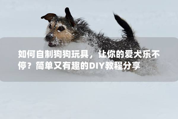 如何自制狗狗玩具，让你的爱犬乐不停？简单又有趣的DIY教程分享