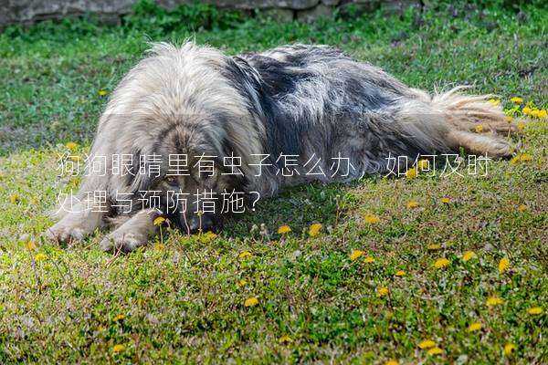 狗狗眼睛里有虫子怎么办，如何及时处理与预防措施？