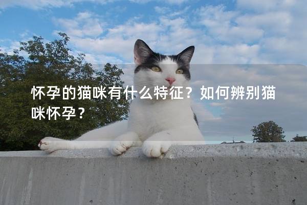 怀孕的猫咪有什么特征？如何辨别猫咪怀孕？