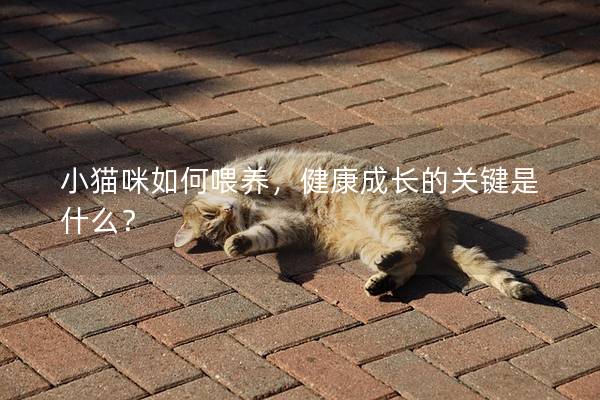 小猫咪如何喂养，健康成长的关键是什么？