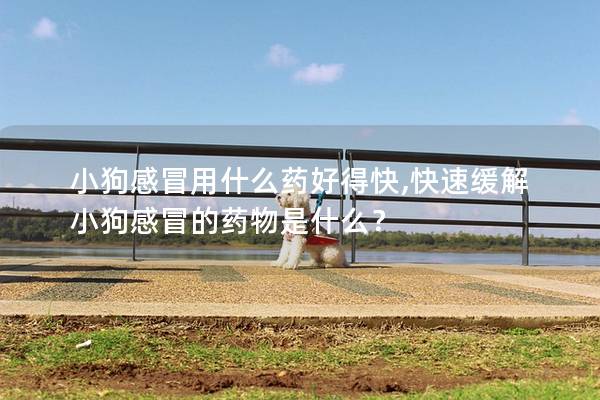 小狗感冒用什么药好得快,快速缓解小狗感冒的药物是什么？