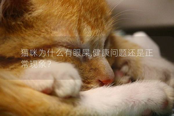 猫咪为什么有眼屎,健康问题还是正常现象？