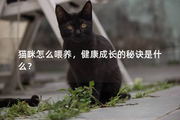 猫咪怎么喂养，健康成长的秘诀是什么？