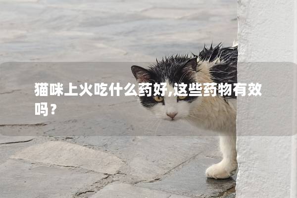 猫咪上火吃什么药好,这些药物有效吗？
