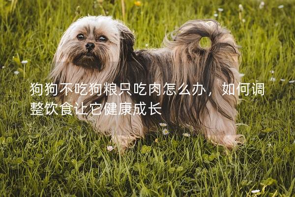 狗狗不吃狗粮只吃肉怎么办，如何调整饮食让它健康成长
