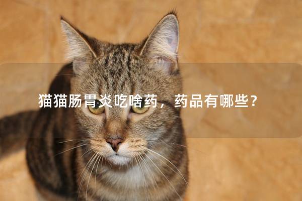 猫猫肠胃炎吃啥药，药品有哪些？