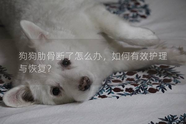 狗狗肋骨断了怎么办，如何有效护理与恢复？