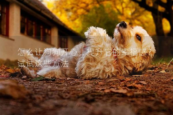 怎么让狗狗开心，提升它的幸福感？试试这些方法