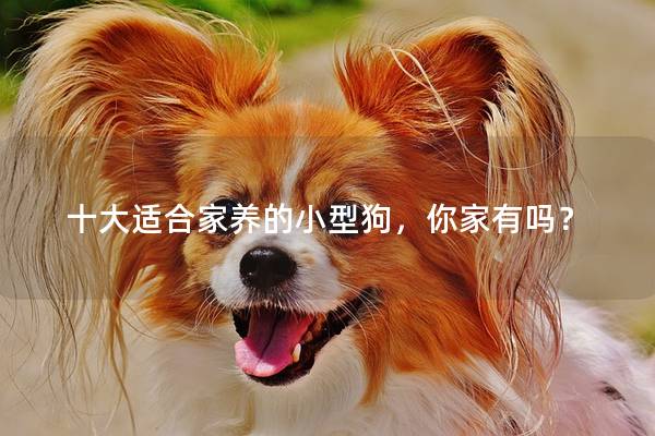 十大适合家养的小型狗，你家有吗？