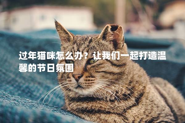 过年猫咪怎么办？让我们一起打造温馨的节日氛围