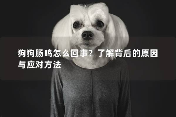 狗狗肠鸣怎么回事？了解背后的原因与应对方法