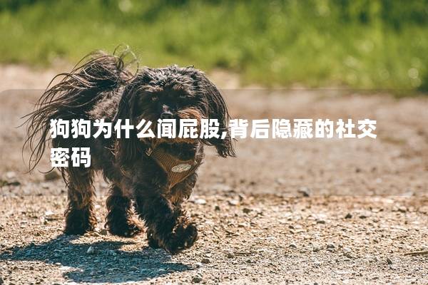 狗狗为什么闻屁股,背后隐藏的社交密码
