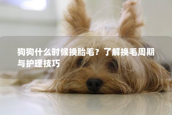 狗狗什么时候换胎毛？了解换毛周期与护理技巧
