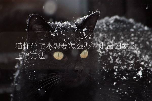 猫怀孕了不想要怎么办？走出困境的正确方法